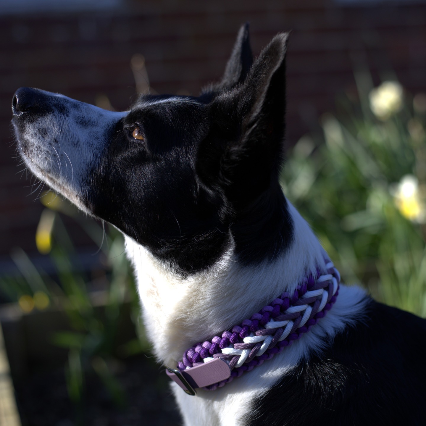 Chevron Paracord Dog Collar - Founder's Edition - Image 4