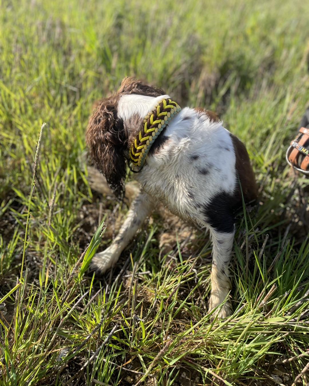 Chevron Paracord Dog Collar - Founder's Edition - Image 5