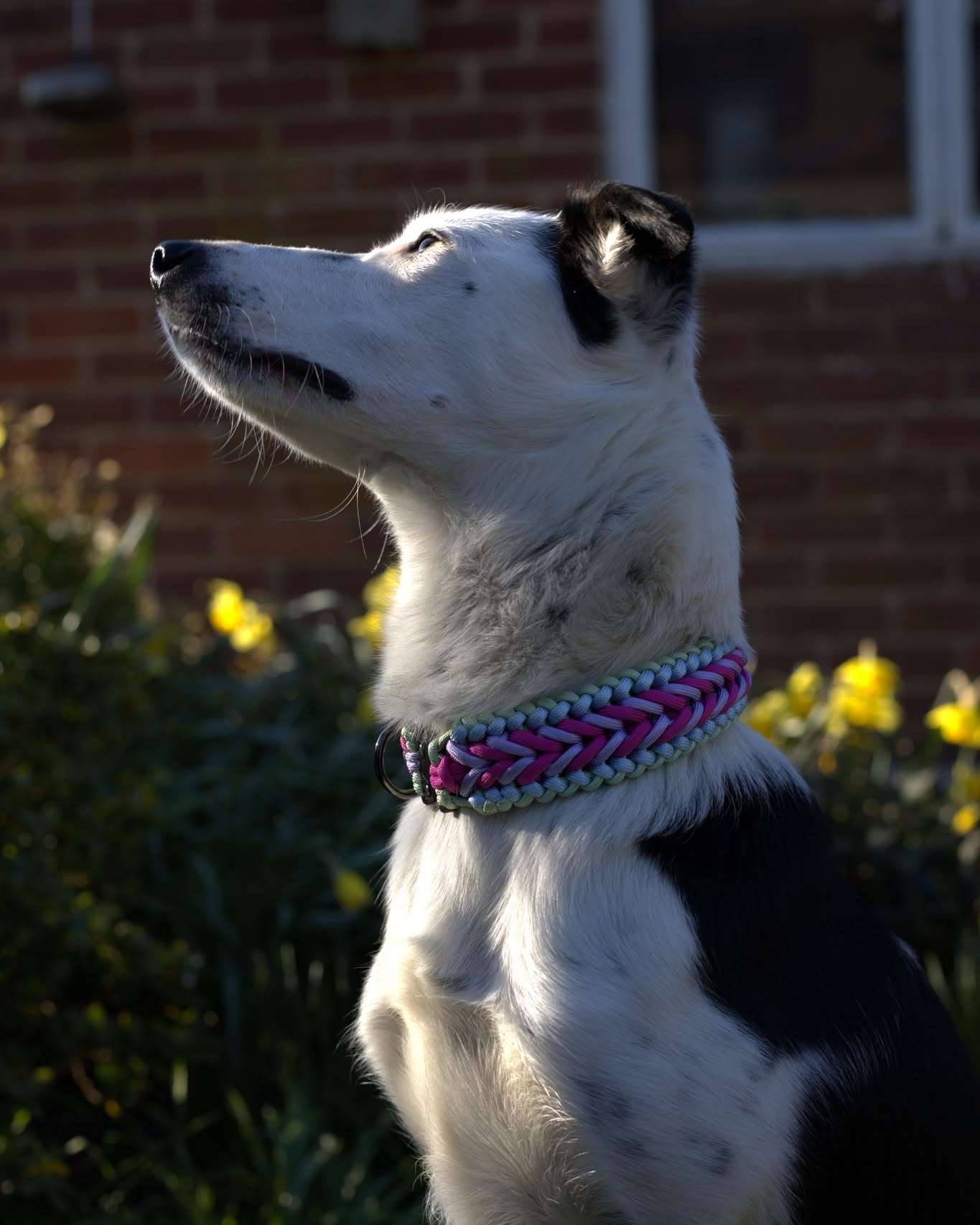Chevron Paracord Dog Collar - Founder's Edition - Image 3